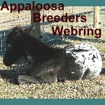 Appaloosa Breeders Network 